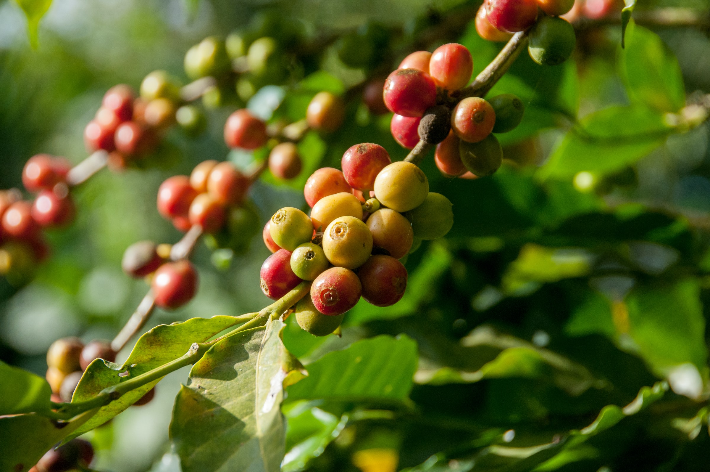 Coffee beans on a vine